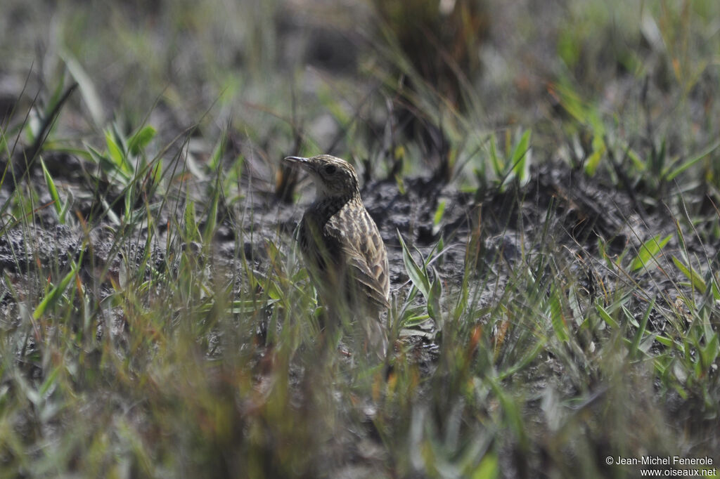 Ochre-breasted Pipit