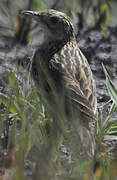 Ochre-breasted Pipit