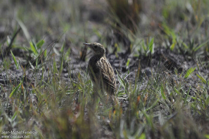 Ochre-breasted Pipit