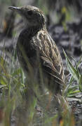 Ochre-breasted Pipit