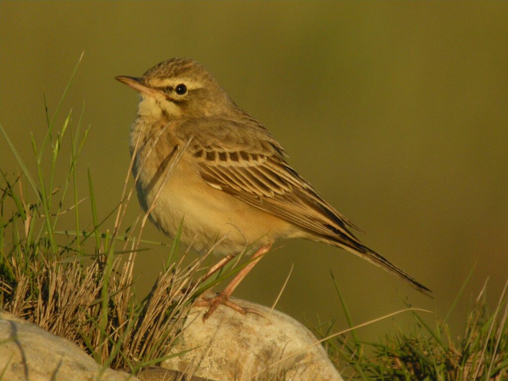 Tawny Pipit