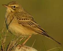 Pipit rousseline