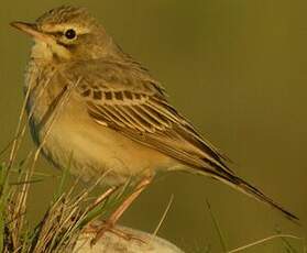 Pipit rousseline