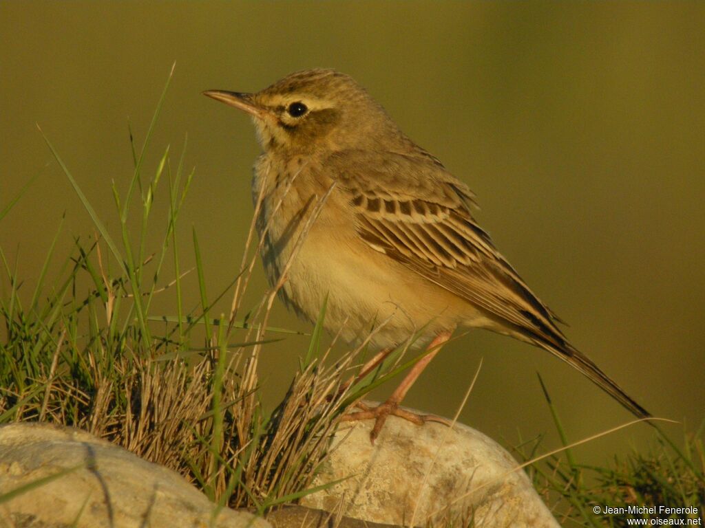 Tawny Pipit