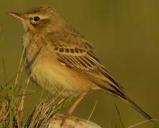 Pipit rousseline