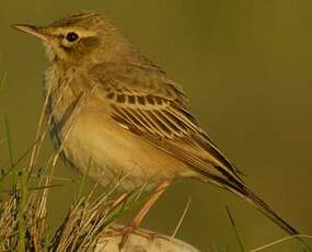 Pipit rousseline