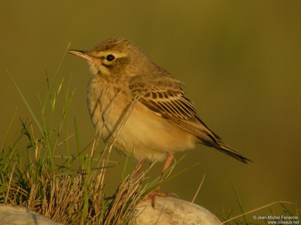 Pipit rousseline