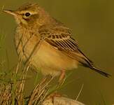 Pipit rousseline