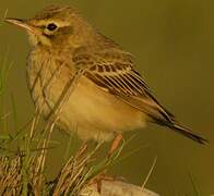 Pipit rousseline