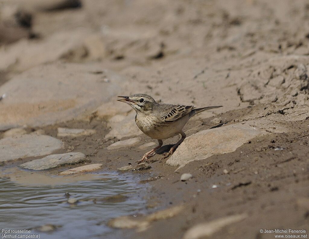 Pipit rousseline