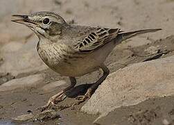 Tawny Pipit