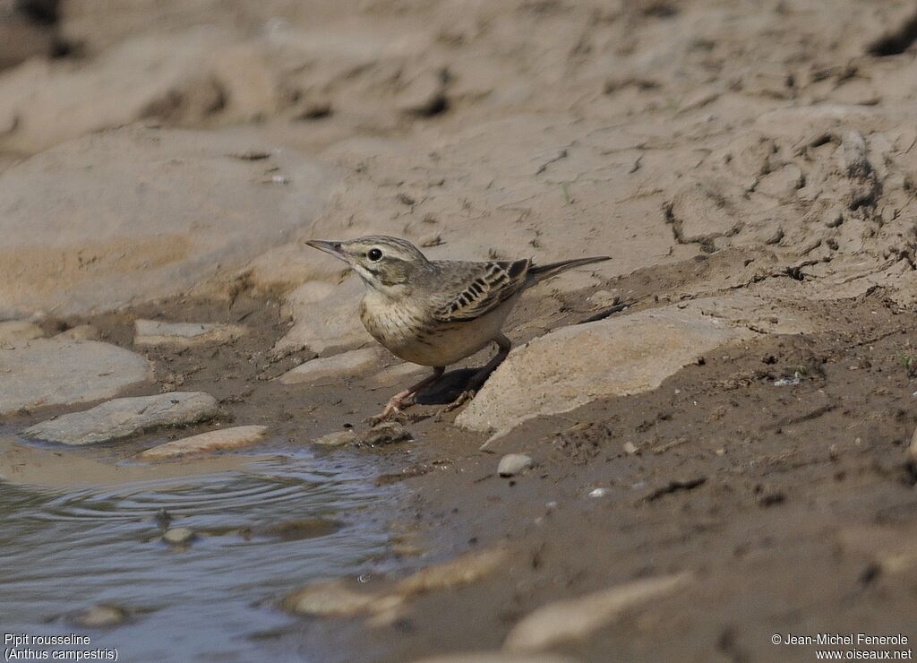 Pipit rousseline