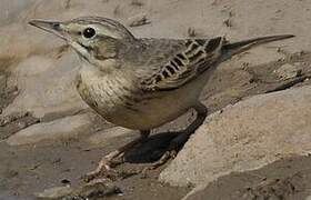 Tawny Pipit