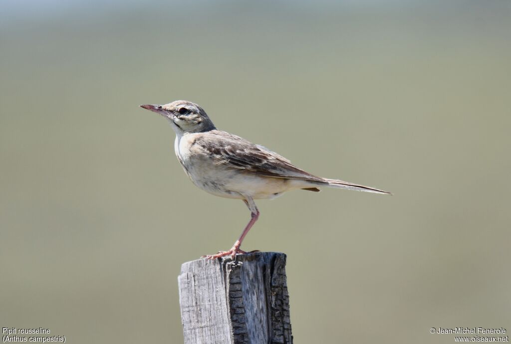 Pipit rousseline