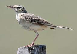 Tawny Pipit