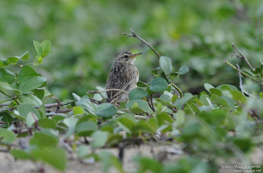 Paddyfield Pipit