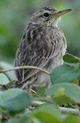 Paddyfield Pipit