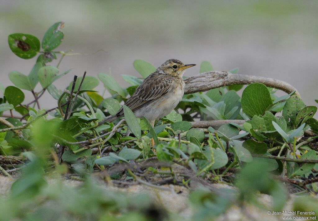 Paddyfield Pipit