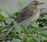 Paddyfield Pipit