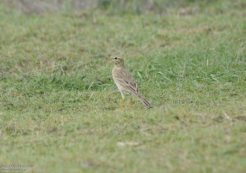 Pipit rousset, habitat, Comportement