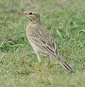 Paddyfield Pipit