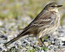 Water Pipit