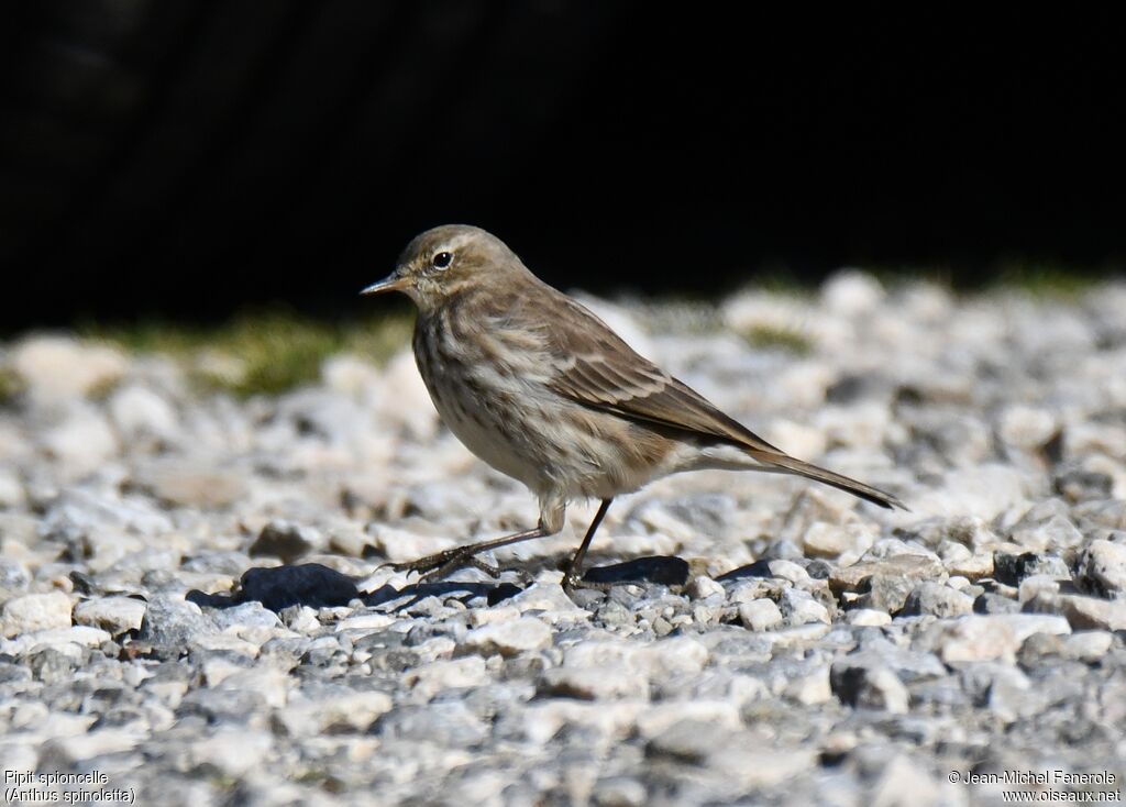 Water Pipit