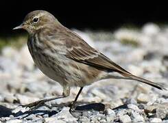 Water Pipit