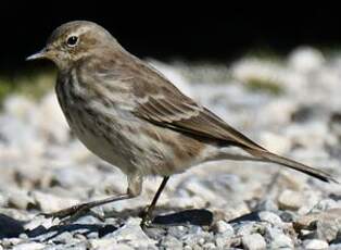 Pipit spioncelle