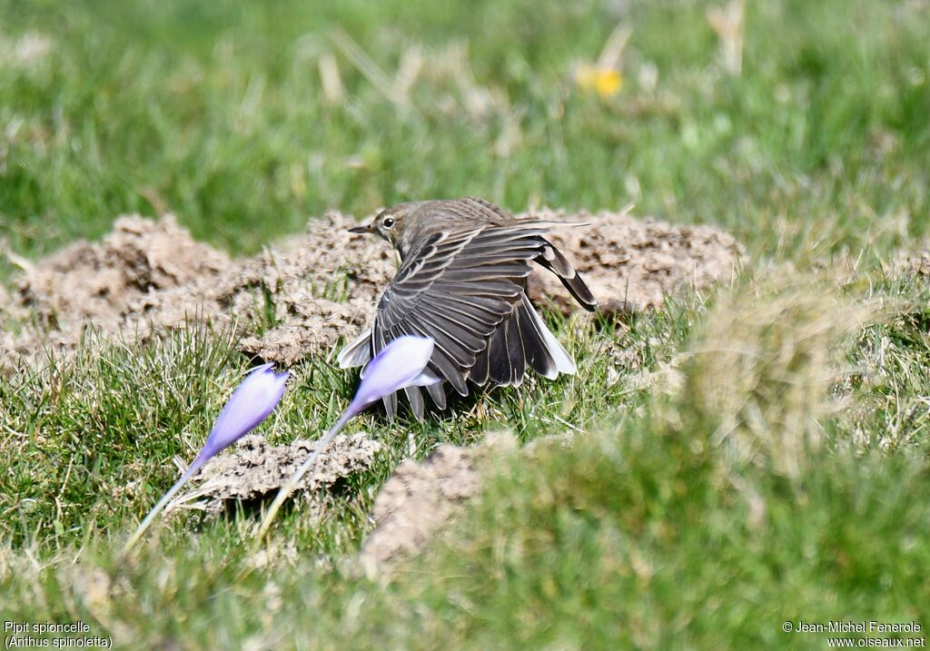 Water Pipit