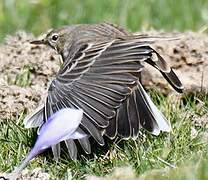 Water Pipit