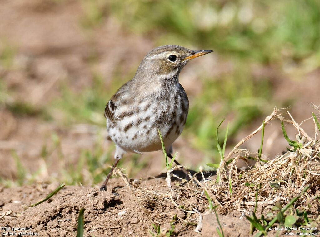 Water Pipit