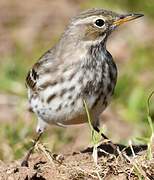 Water Pipit