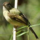 Pipromorphe à tête brune