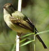 Sepia-capped Flycatcher