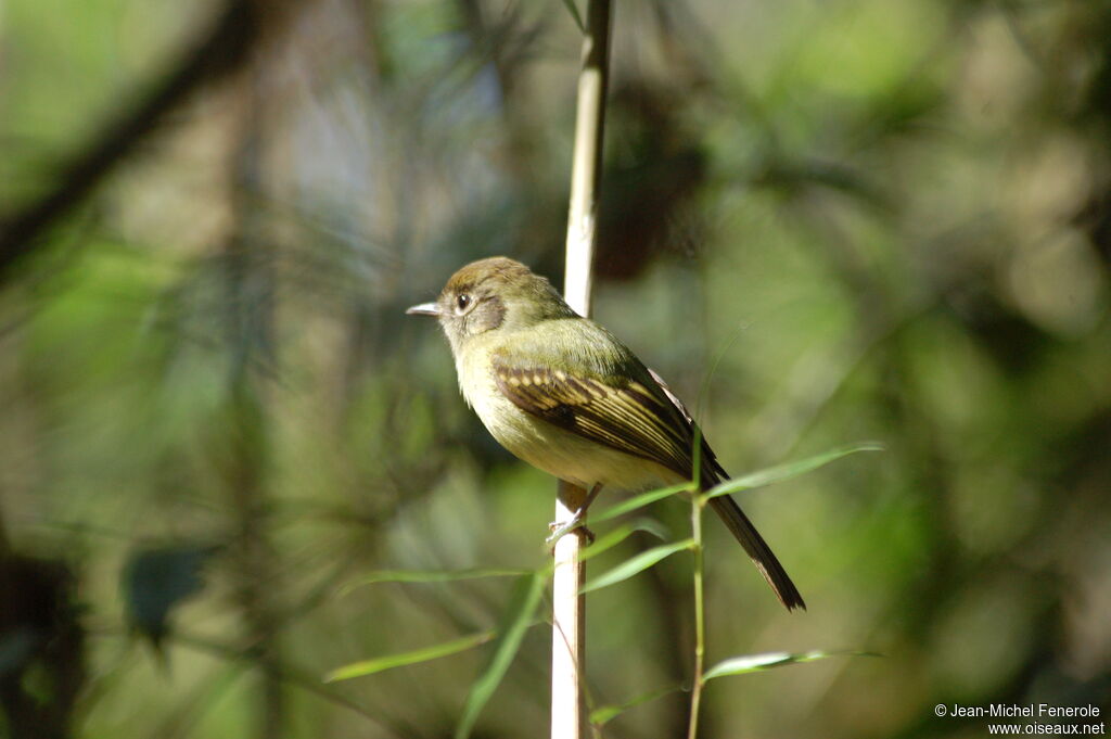 Sepia-capped Flycatcher