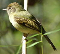 Sepia-capped Flycatcher