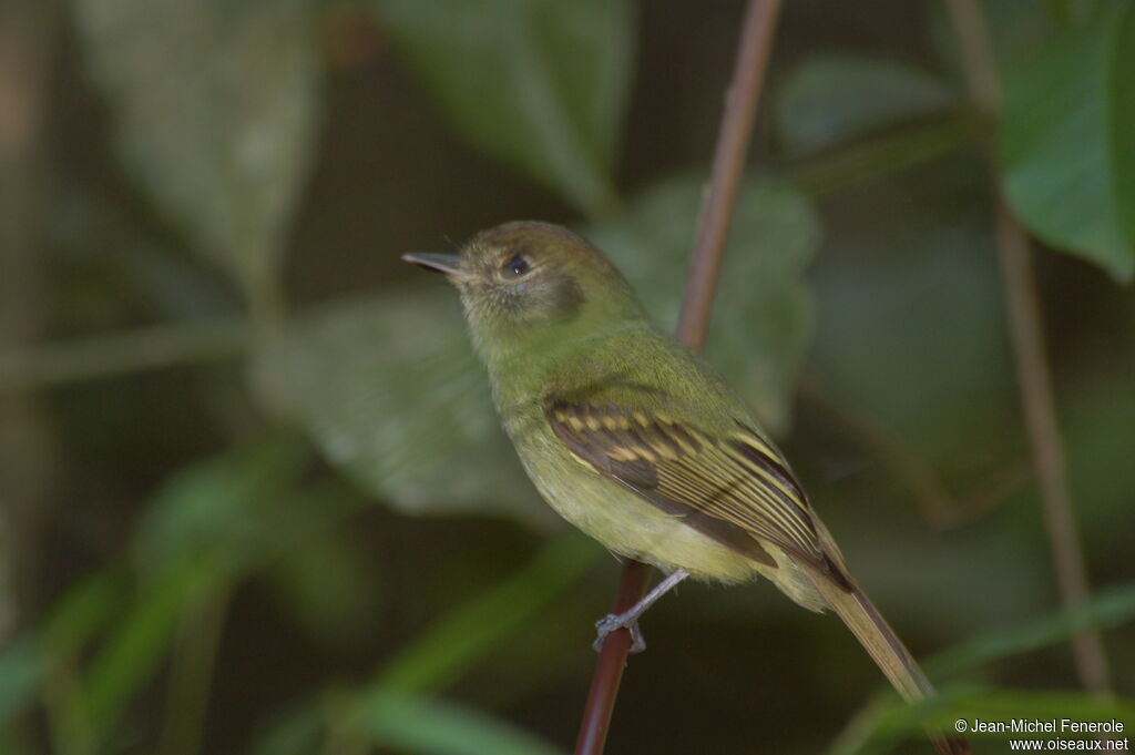 Sepia-capped Flycatcher