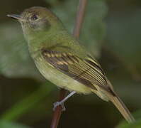 Sepia-capped Flycatcher