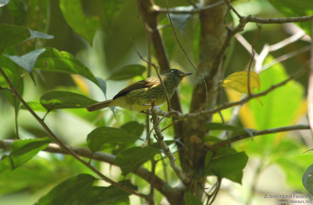 Olive-striped Flycatcheradult