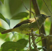 Olive-striped Flycatcher