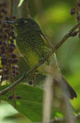 Olive-striped Flycatcher
