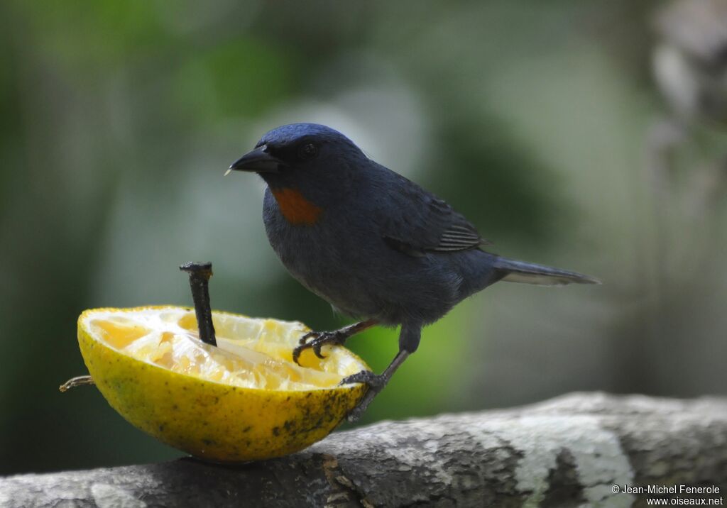 Orangequit male