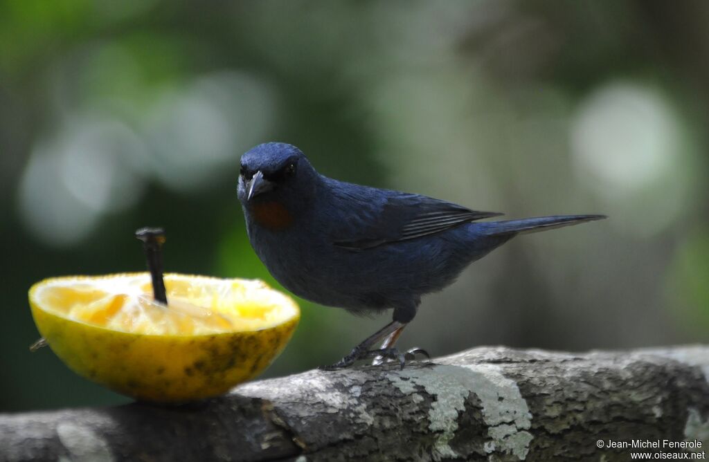 Orangequit male