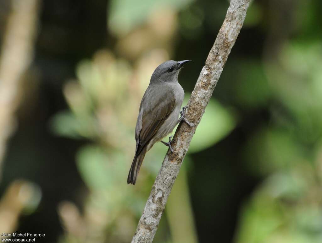 Orangequit female adult, identification