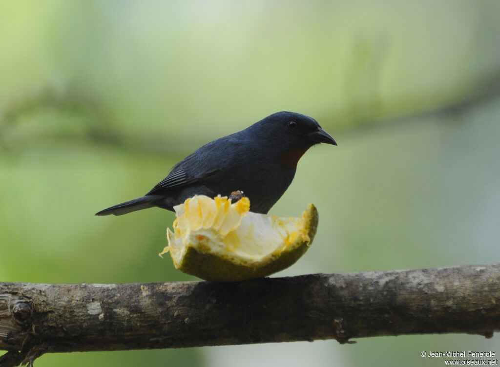 Orangequit male