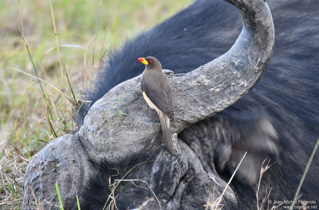 Yellow-billed Oxpecker