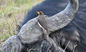 Yellow-billed Oxpecker