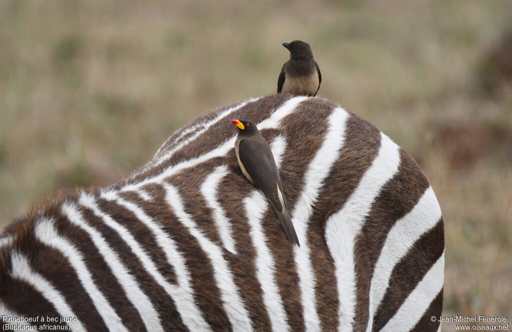 Yellow-billed Oxpecker