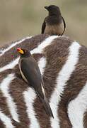 Yellow-billed Oxpecker